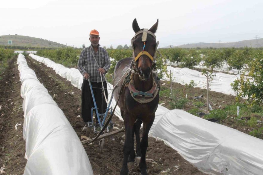 Kara sabanla tarım mesaisi başladı