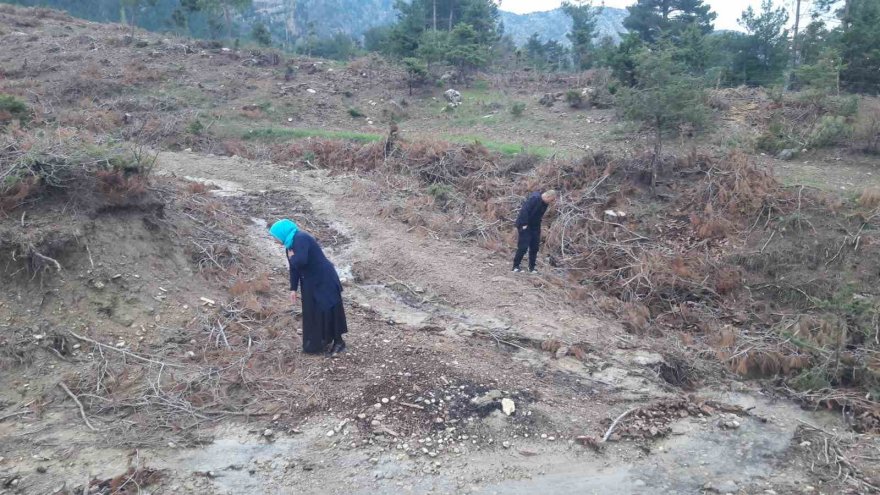 Yağmur yağdı vatandaşlar mantar avına çıktı