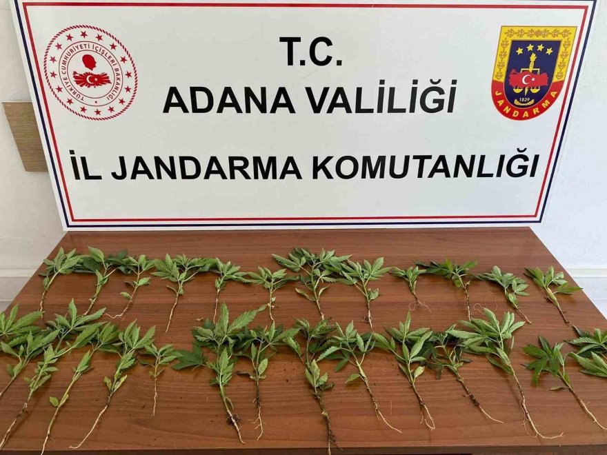 Adana’da 46 kök kenevir ele geçirildi