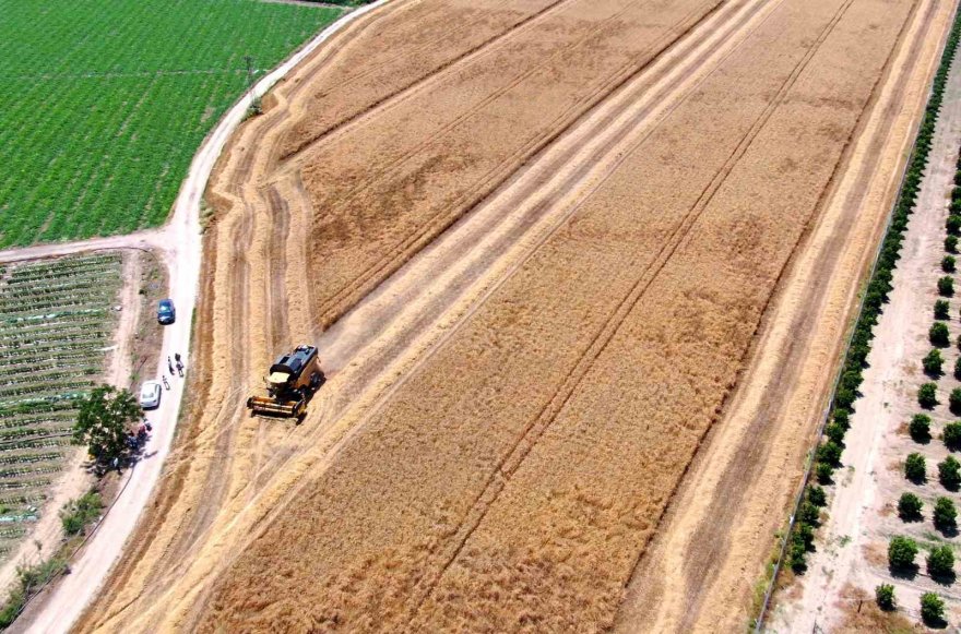 Rekolte yüksek olacak, stratejik ürün buğdayda hasat başladı