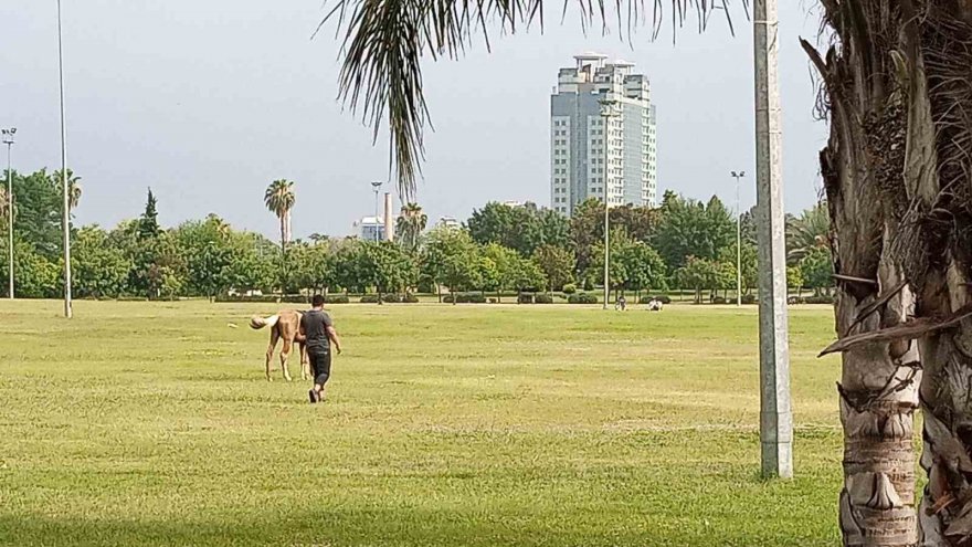 Sahibini düşüren atın parkta başıboş dolaşması vatandaşları tedirgin etti