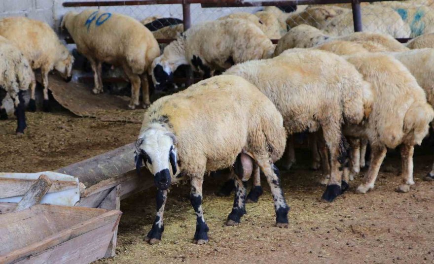 Adana’da kurban pazarları kurulmaya başladı, satıcılar dikkat edilmesi gerekenleri anlattı