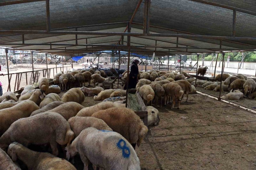 Seyhan’da kurban satış ve kesim yerleri belirlendi