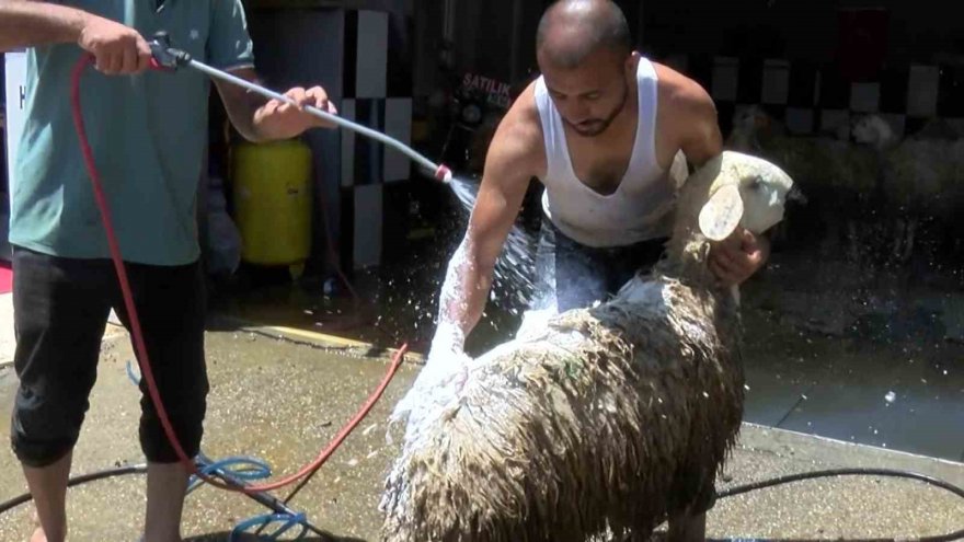 Koyunlarını tazyikli suyla yıkattı