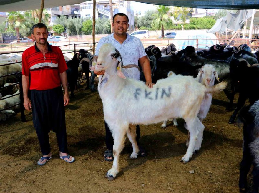 185 kiloluk ‘Karbeyaz’ 20 bin liraya satıldı