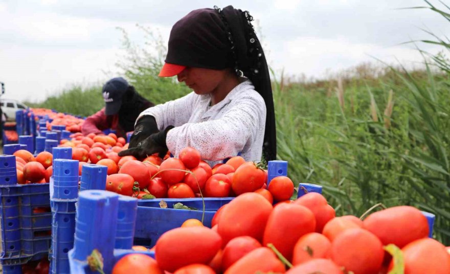 Turfanda domateste hasat sürüyor, 115 bin ton rekolte bekleniyor