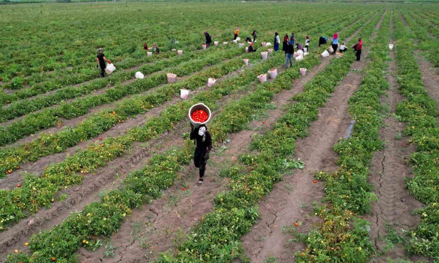 Turfanda domateste hasat sürüyor, 115 bin ton rekolte bekleniyor