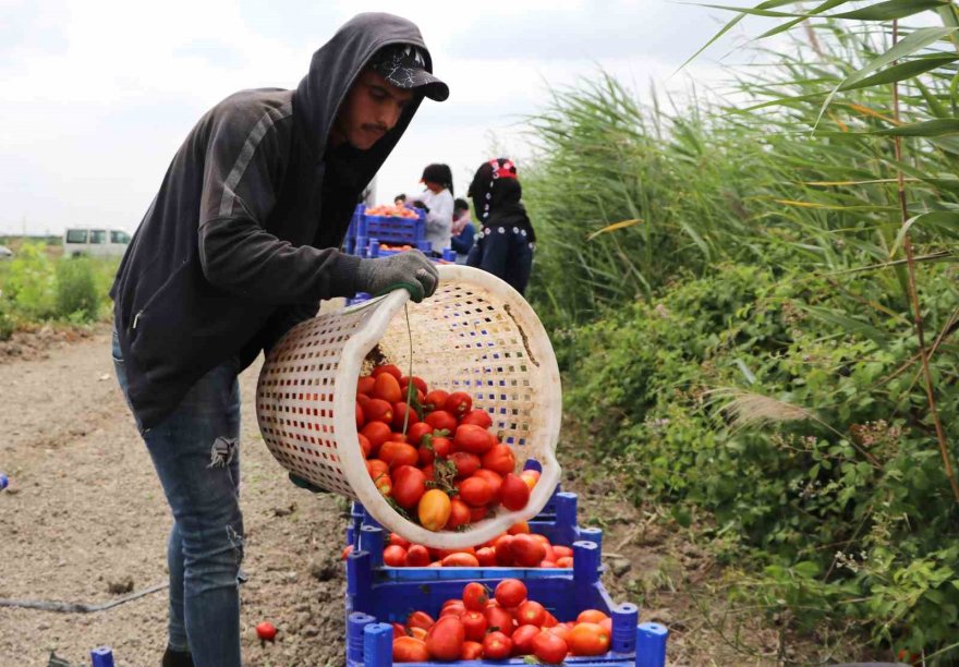 Turfanda domateste hasat sürüyor, 115 bin ton rekolte bekleniyor