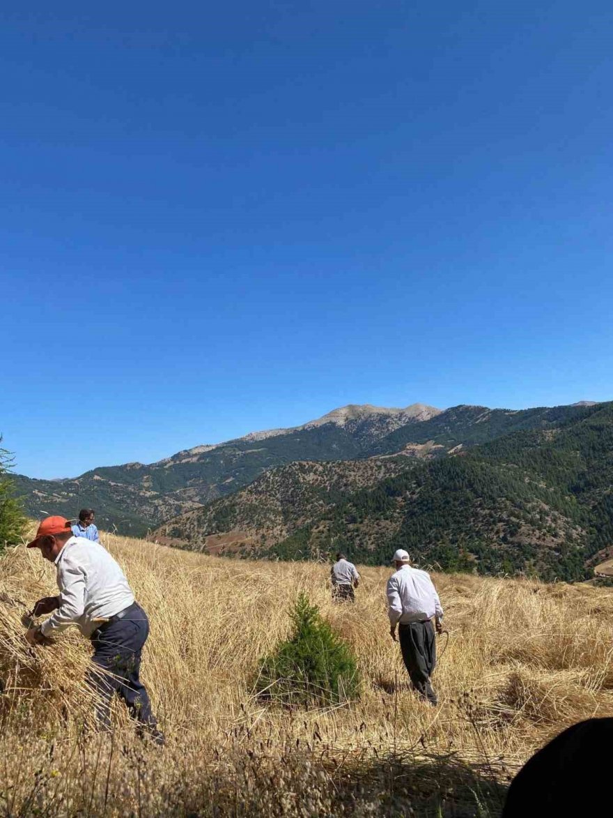 Bin rakımda bereket dualı geleneksel hasat