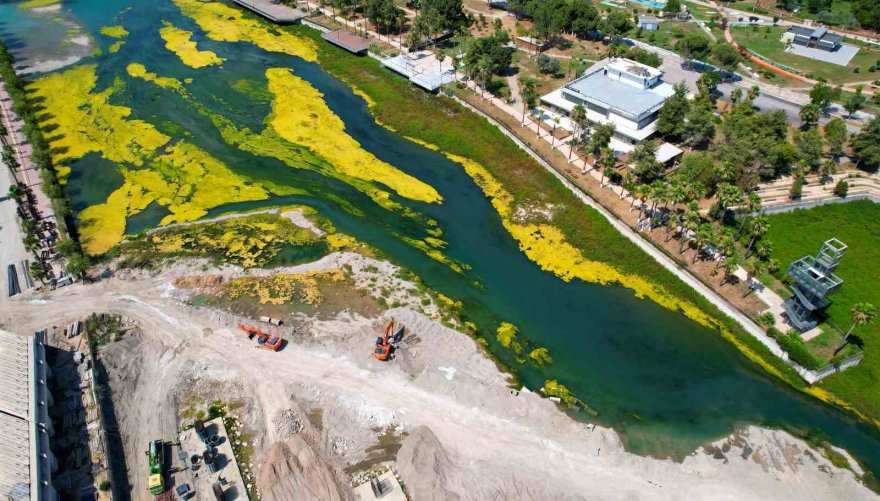 Seyhan Nehri can çekişiyor: Yosunlar nehri istila etti, otlar insan boyuna yaklaştı