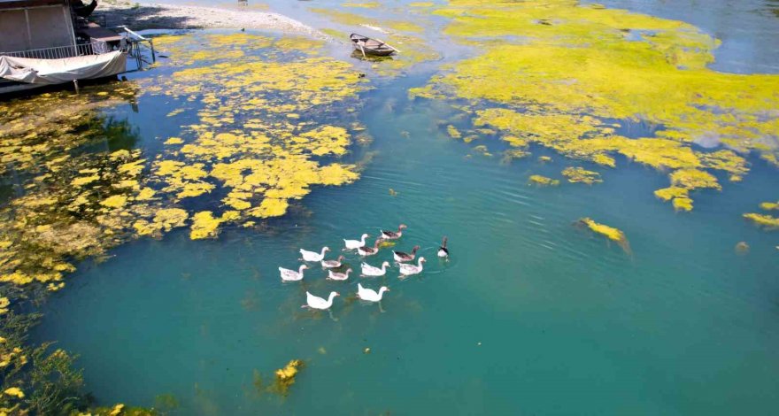 Seyhan Nehri can çekişiyor: Yosunlar nehri istila etti, otlar insan boyuna yaklaştı