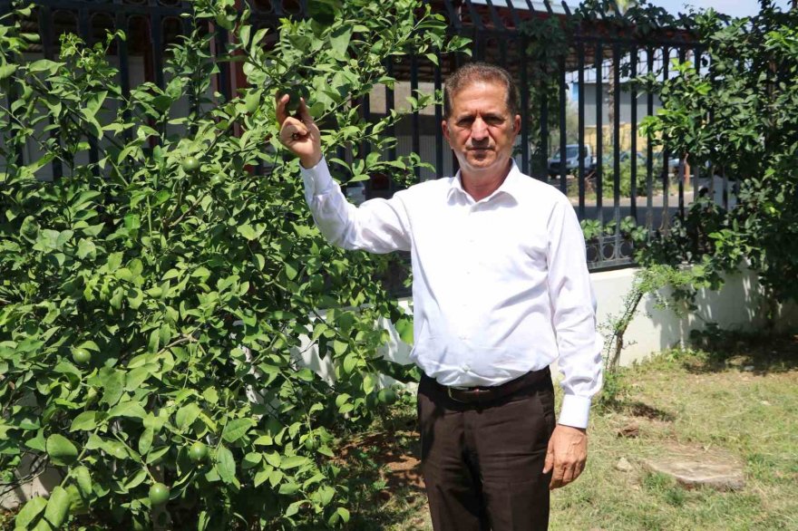 Limonda hasat başlamadan kaçak kesim ve ihraç başladı