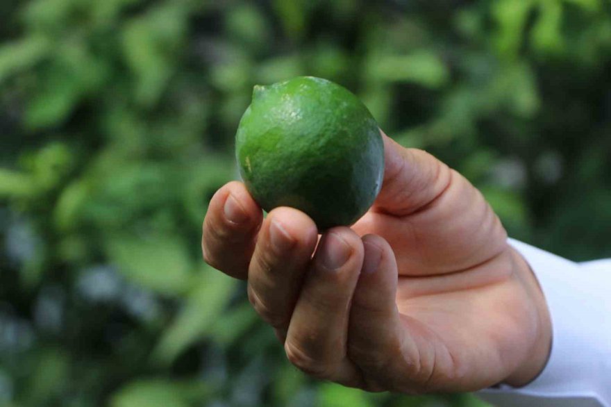 Limonda hasat başlamadan kaçak kesim ve ihraç başladı