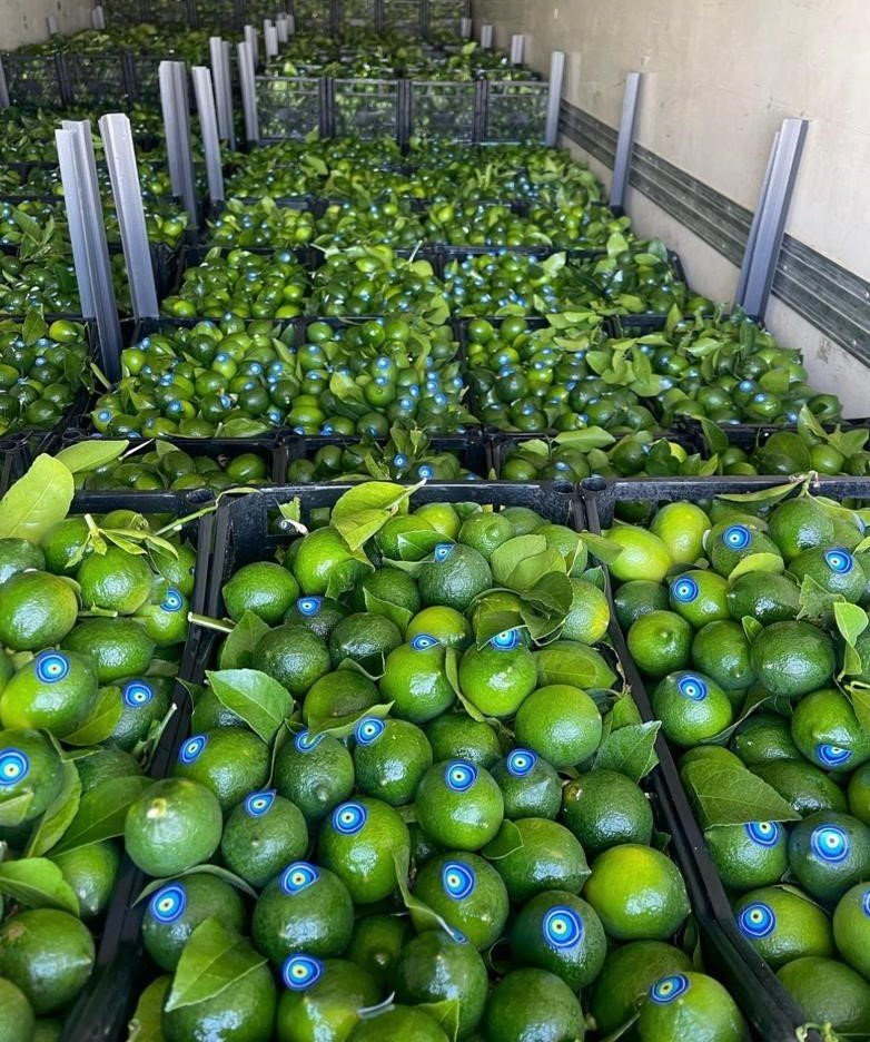 Limonda hasat başlamadan kaçak kesim ve ihraç başladı