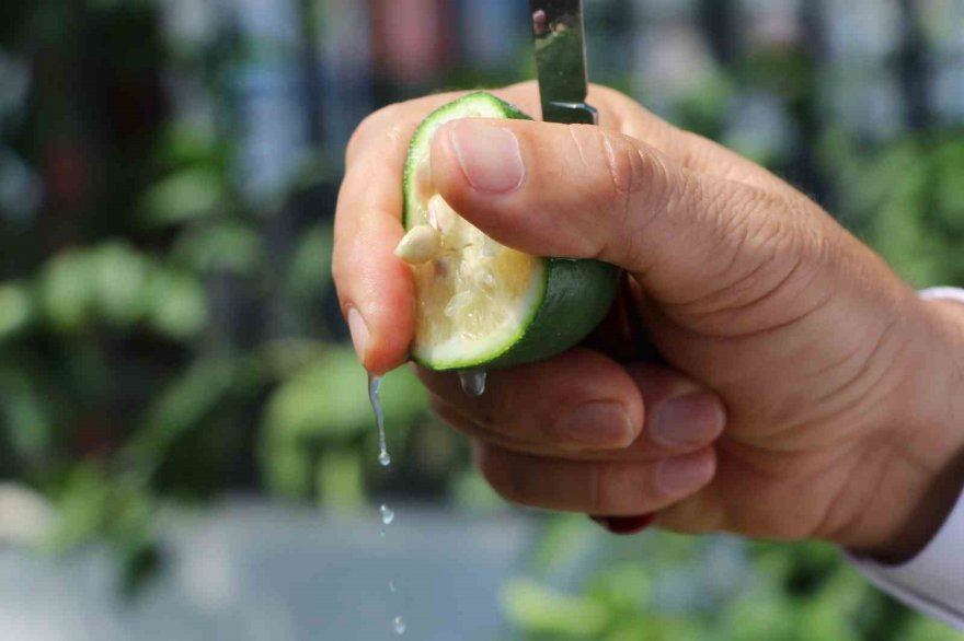 Limonda hasat başlamadan kaçak kesim ve ihraç başladı