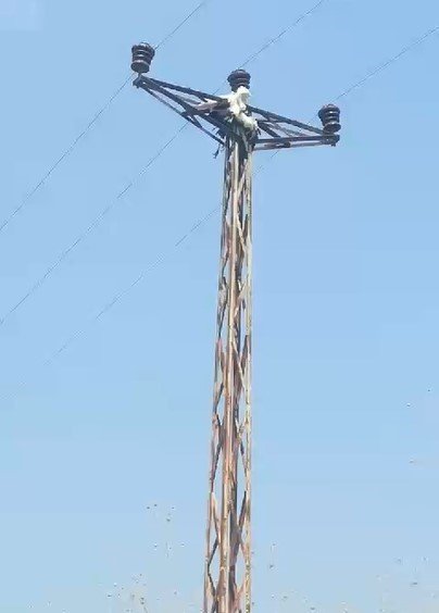 Adana'da leyleklerin göç yolu için çağrı