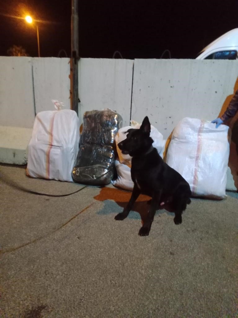 Narkotik köpeği Tinga 58 kilo esrar buldu