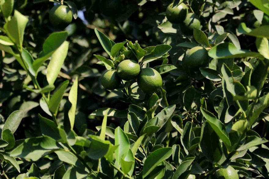 Limonda hasat başladı, verim yüzleri güldürdü