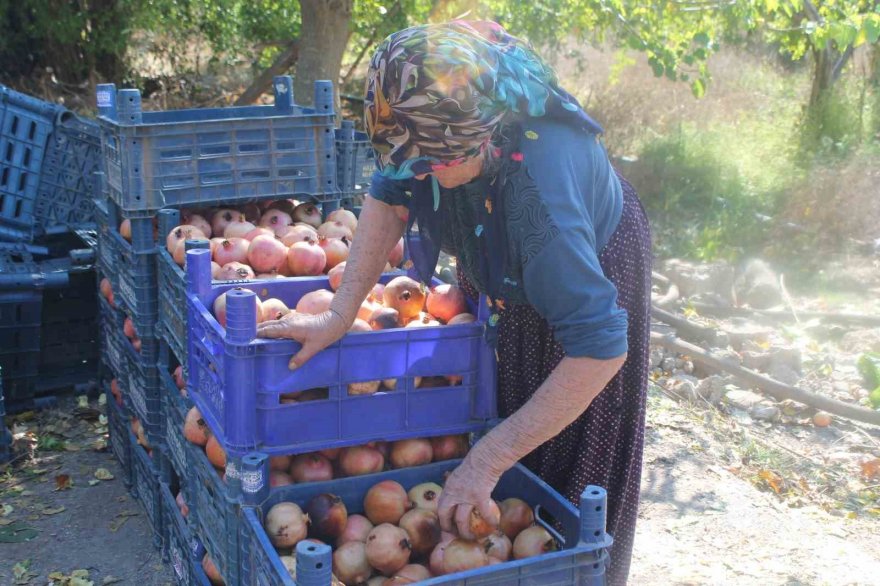 Tescilli Kuytucak narında hasat başladı