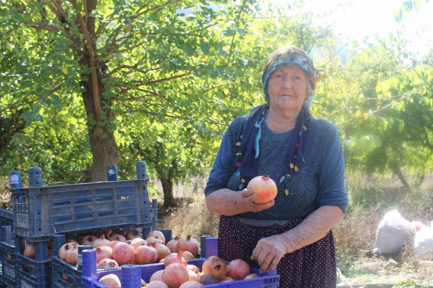 Tescilli Kuytucak narında hasat başladı