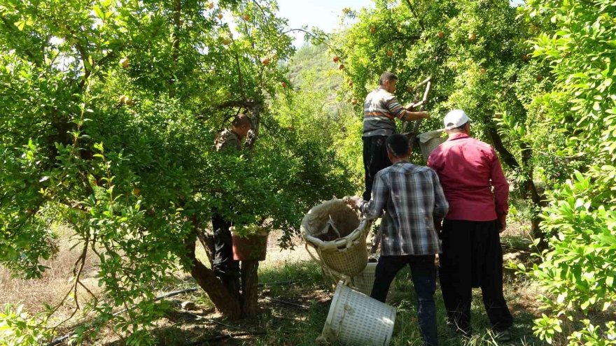 Tescilli Kuytucak narında hasat başladı