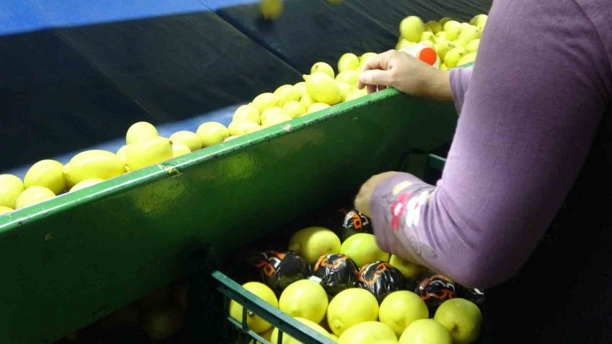 Almanya’nın limonu Kozan’dan