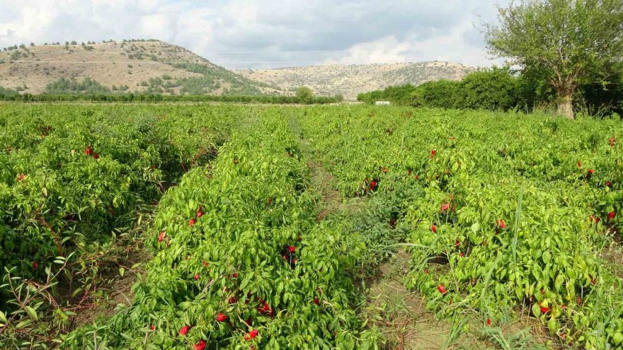 Adana'da salçalık biberin kilosu tarlada 5 TL’ye kadar düştü