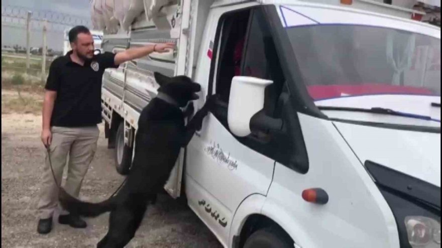 Narkotik polisleri saman yüklü çuvalların içerisine gizlenmiş 66 kilogram esrar ele geçirdi