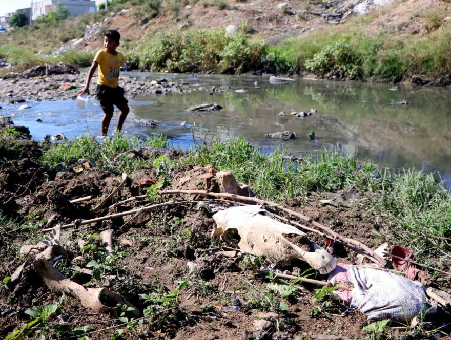 At kemikleri, ölü hayvanlar ve lağım suyu arasında kurbağa avı