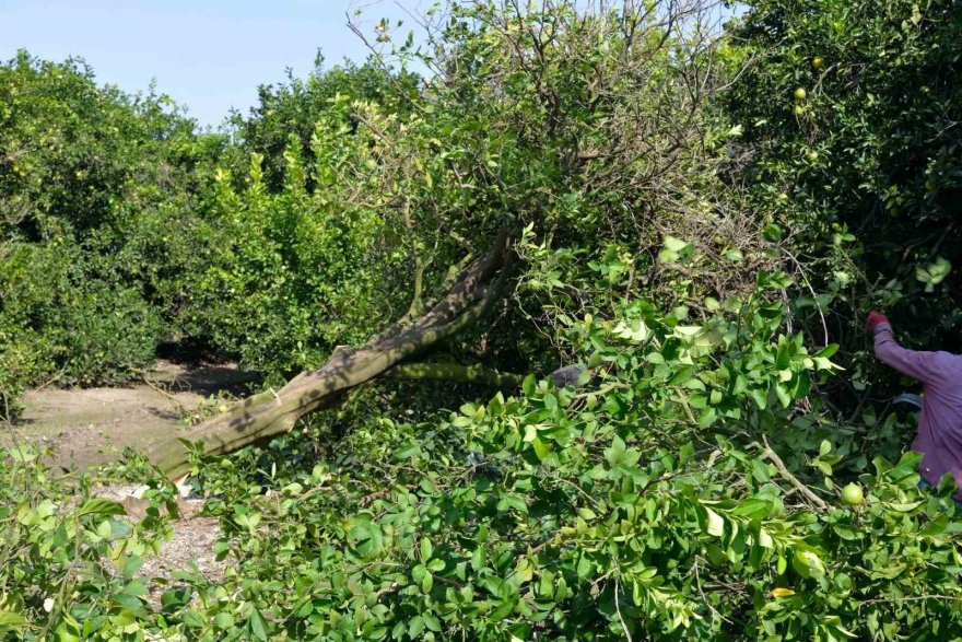 Adana’da kilosu 50 kuruşa düşen limon ağaçları sökülüyor