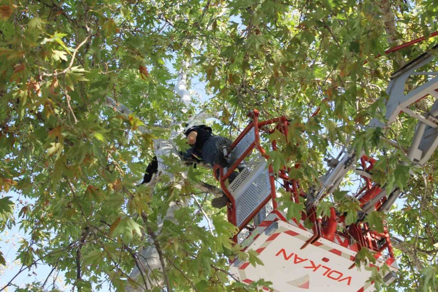 Ağaçta mahsur kalan kedi aşağı atlayınca yürekleri ağızlara getirdi