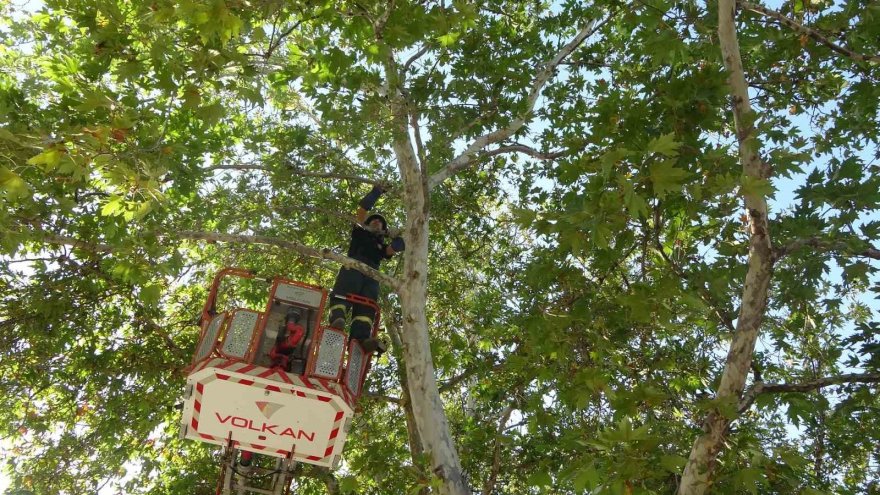 Ağaçta mahsur kalan kedi aşağı atlayınca yürekleri ağızlara getirdi