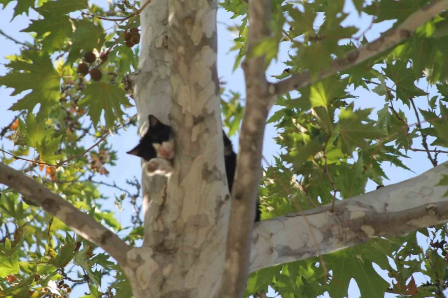 Ağaçta mahsur kalan kedi aşağı atlayınca yürekleri ağızlara getirdi