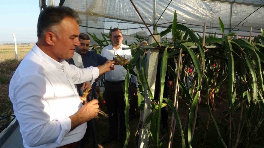 Narenciyenin merkezinde tropik ürün yetiştirdi, şimdi taleplere yetişemiyor