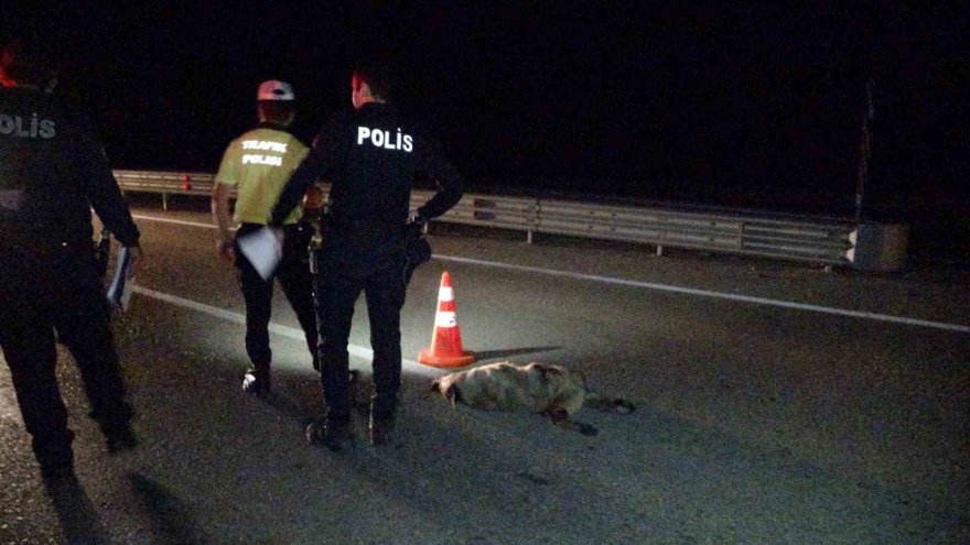 Yola çıkan köpekler ardı ardına iki kazaya neden oldu: 1 ölü, 2 yaralı