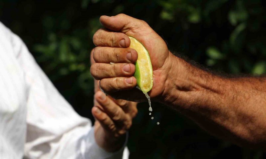 Limon dalında kaldı, üretici limonata çözümü bekliyor