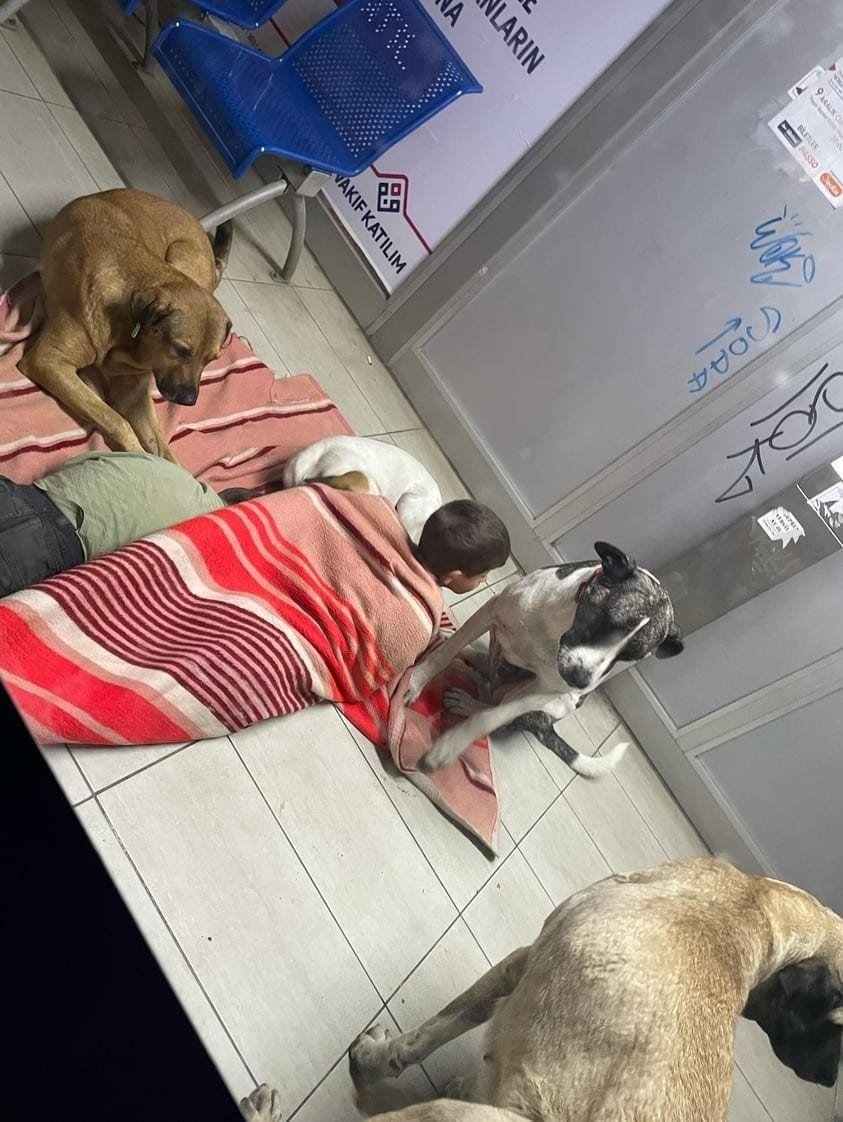 Durakta köpeklerle birlikte uyuyan çocuklar yürekleri sızlattı