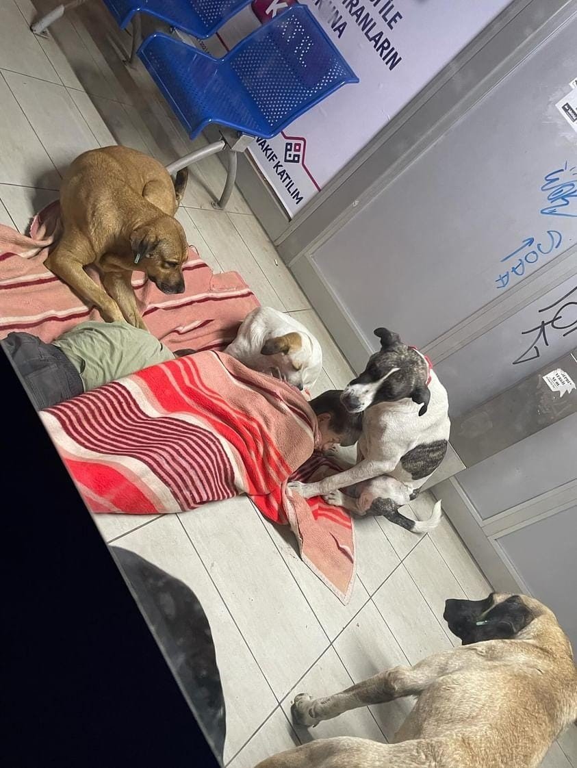 Durakta köpeklerle birlikte uyuyan çocuklar yürekleri sızlattı