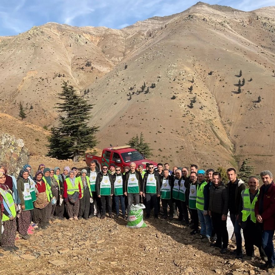 Feke’de 200 hektar alan sedir tohumu ile buluştu