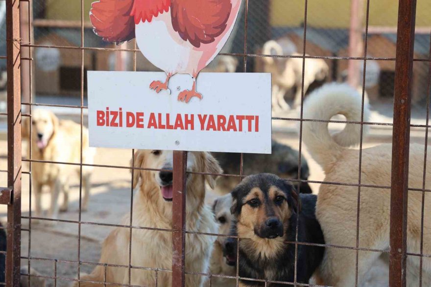 Yüzde 70’i engelli 254 sokak hayvanına yuva kurdu