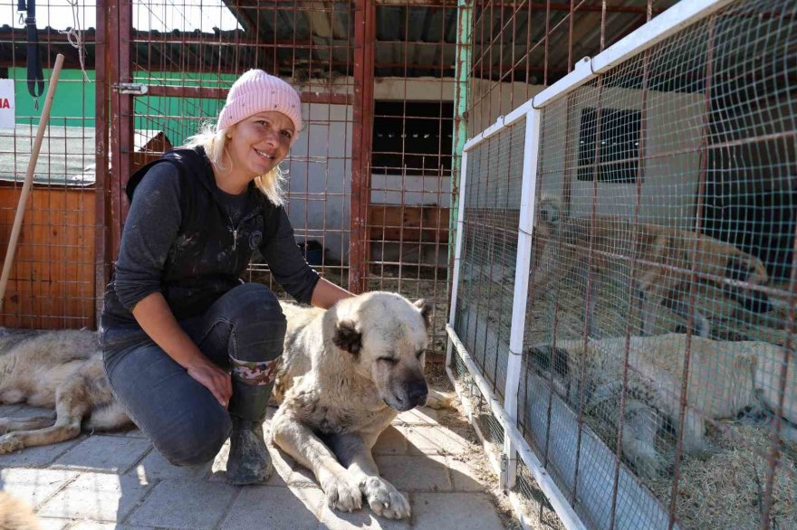 Yüzde 70’i engelli 254 sokak hayvanına yuva kurdu