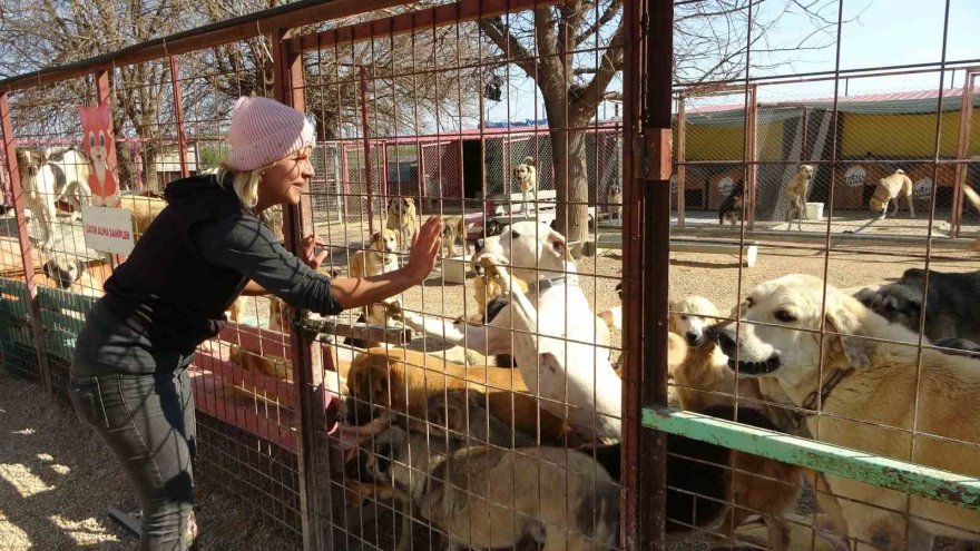 Yüzde 70’i engelli 254 sokak hayvanına yuva kurdu