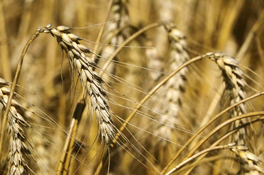 Buğdayda hasat yaklaştı, fiyat bekleniyor