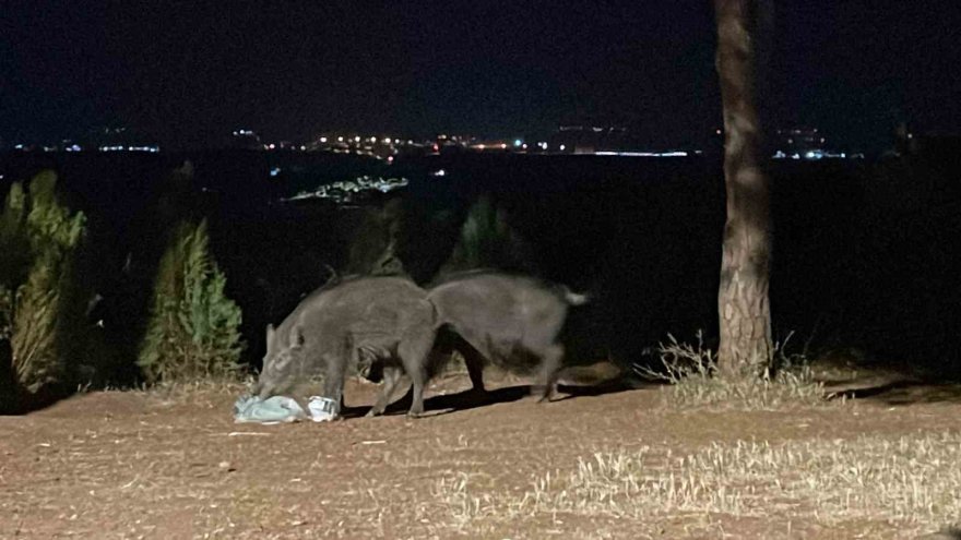 Çukurova Üniversitesinde domuz tedirginliği