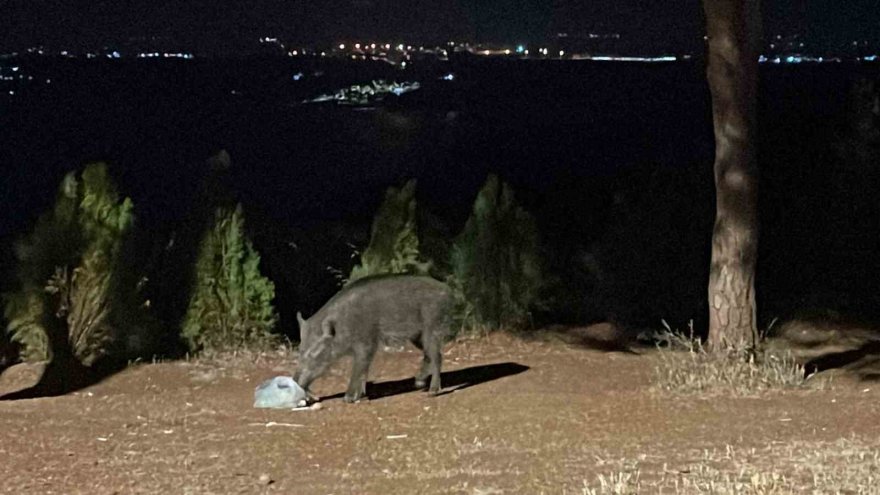 Çukurova Üniversitesinde domuz tedirginliği