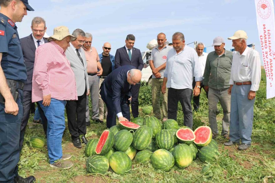 Vali Köşger karpuzu kesip göbeğini yedi, işçilerle birlikte kamyona yükleme yaptı