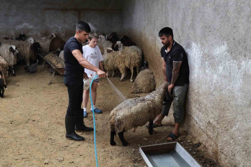 Küçükbaş hayvanda stokçuluğun kurban fiyatlarını artırdığı iddiası