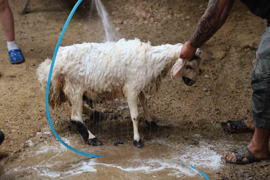 Küçükbaş hayvanda stokçuluğun kurban fiyatlarını artırdığı iddiası