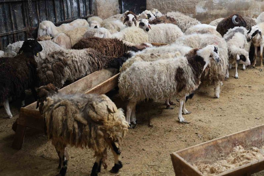 Küçükbaş hayvanda stokçuluğun kurban fiyatlarını artırdığı iddiası