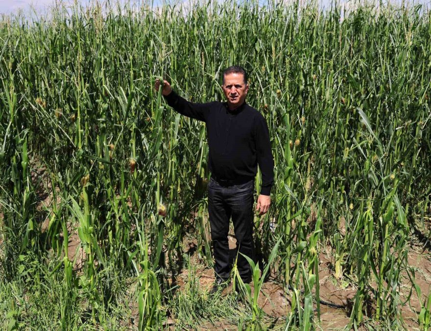 Adana’da dolu yağışı tarım arazilerine zarar verdi